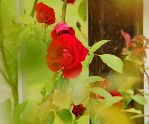 Fondo de pantalla Red Roses 480x400