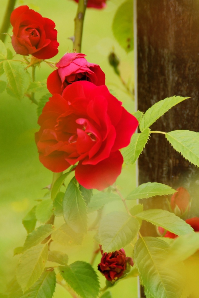 Fondo de pantalla Red Roses 640x960