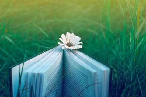 Book And Flower wallpaper 480x320