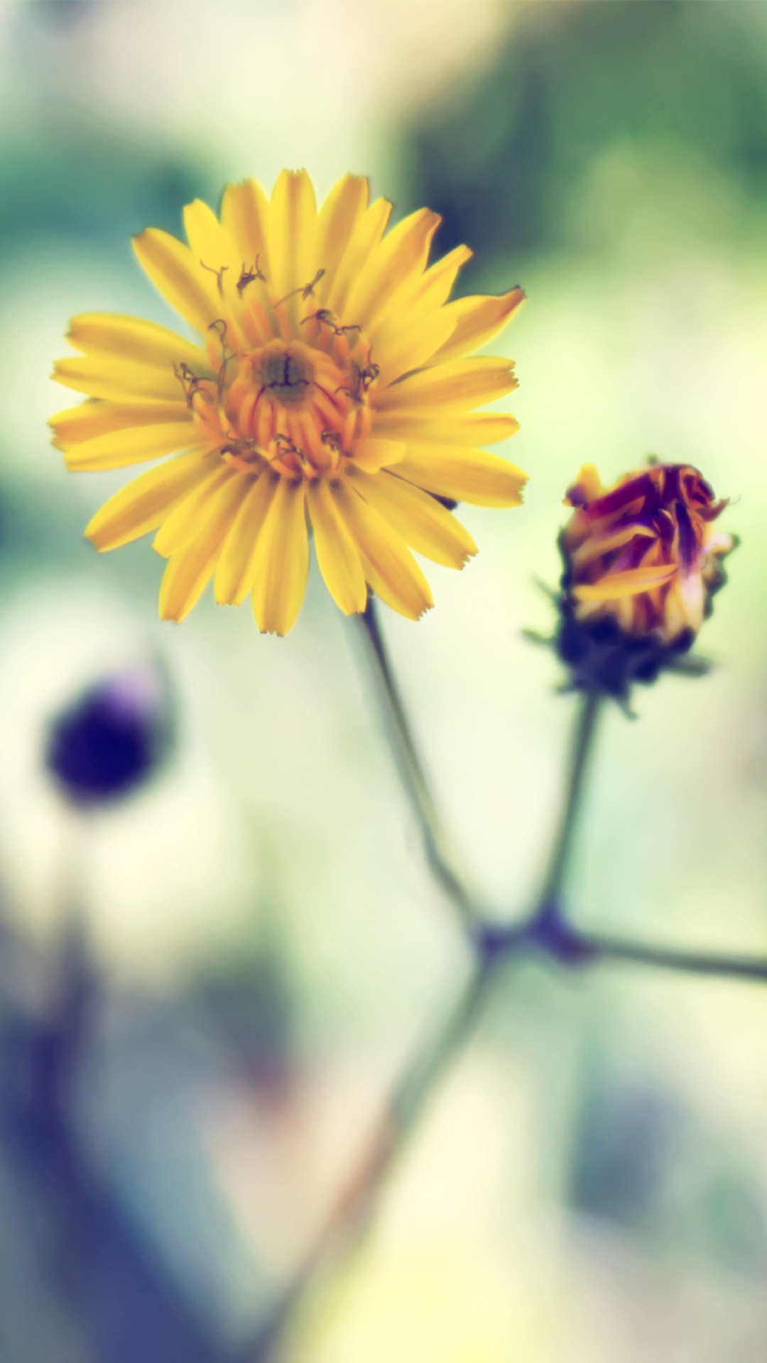 Sfondi Yellow Spring Flower 1080x1920