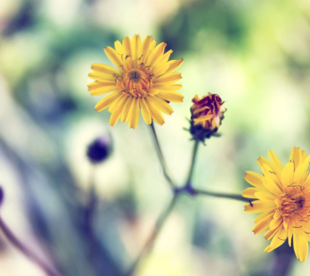 Fondo de pantalla Yellow Spring Flower 1080x960