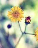 Fondo de pantalla Yellow Spring Flower 128x160