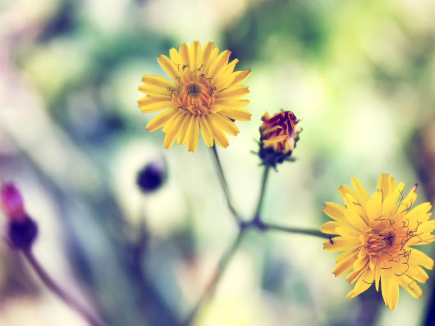 Yellow Spring Flower screenshot #1 1400x1050