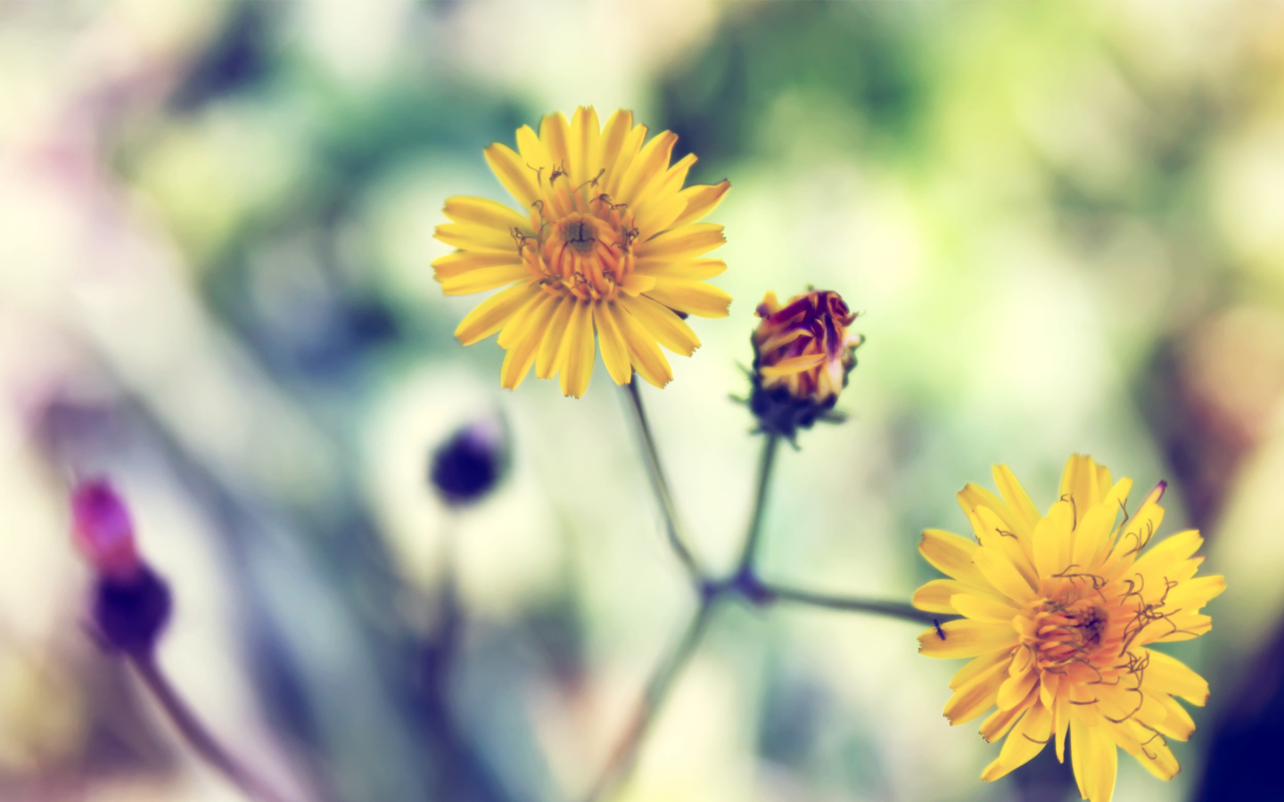 Sfondi Yellow Spring Flower 1440x900