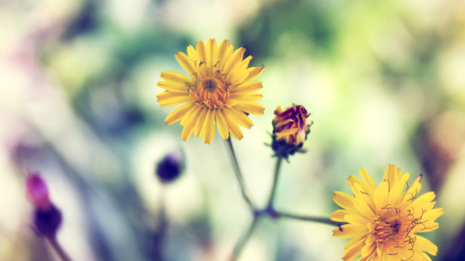 Yellow Spring Flower screenshot #1 1600x900