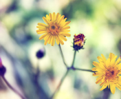 Yellow Spring Flower screenshot #1 176x144