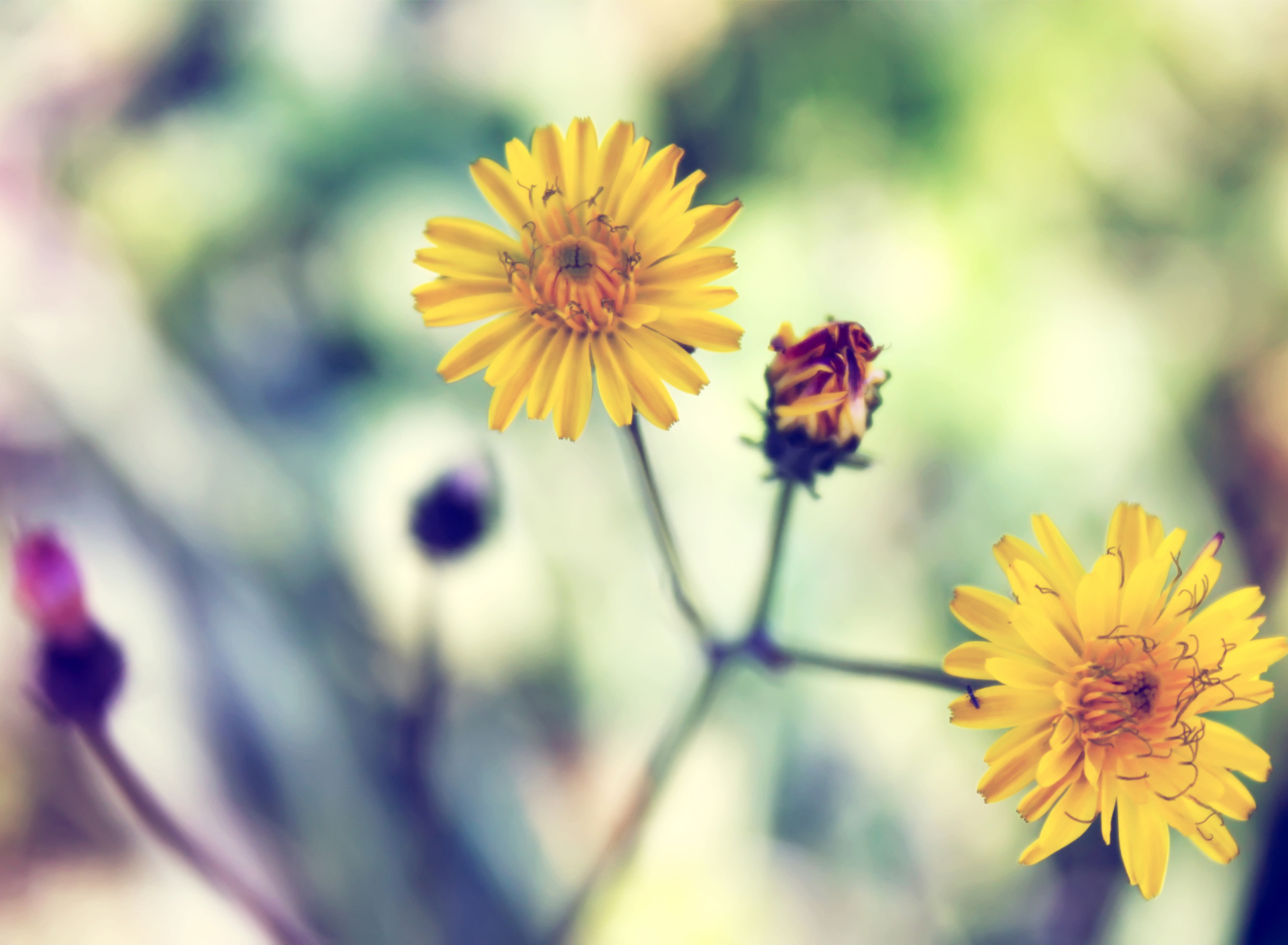 Yellow Spring Flower screenshot #1 1920x1408