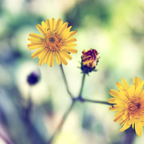 Yellow Spring Flower screenshot #1 208x208