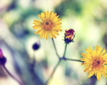 Yellow Spring Flower screenshot #1 220x176