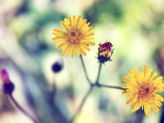 Screenshot №1 pro téma Yellow Spring Flower 320x240