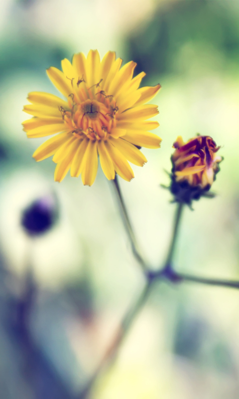 Fondo de pantalla Yellow Spring Flower 480x800