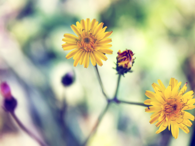 Sfondi Yellow Spring Flower 640x480