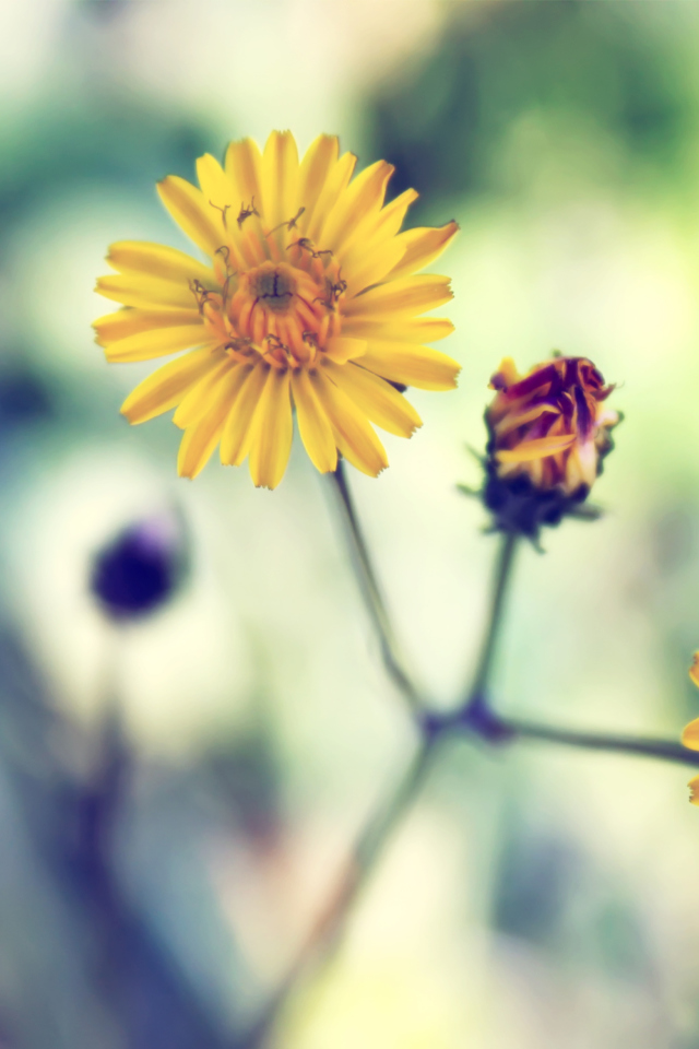 Yellow Spring Flower screenshot #1 640x960