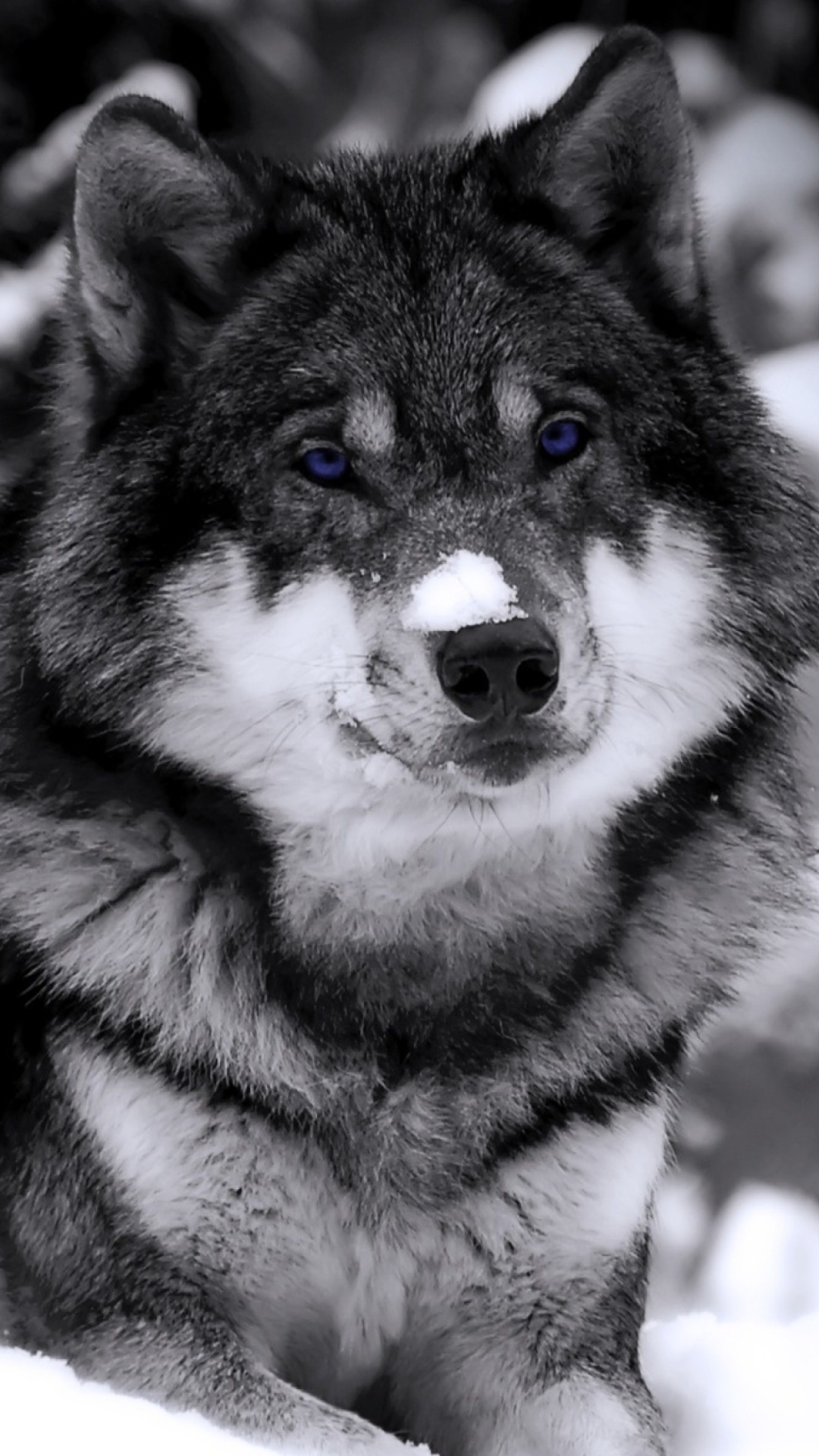 Sfondi Wolf In Winter 1080x1920