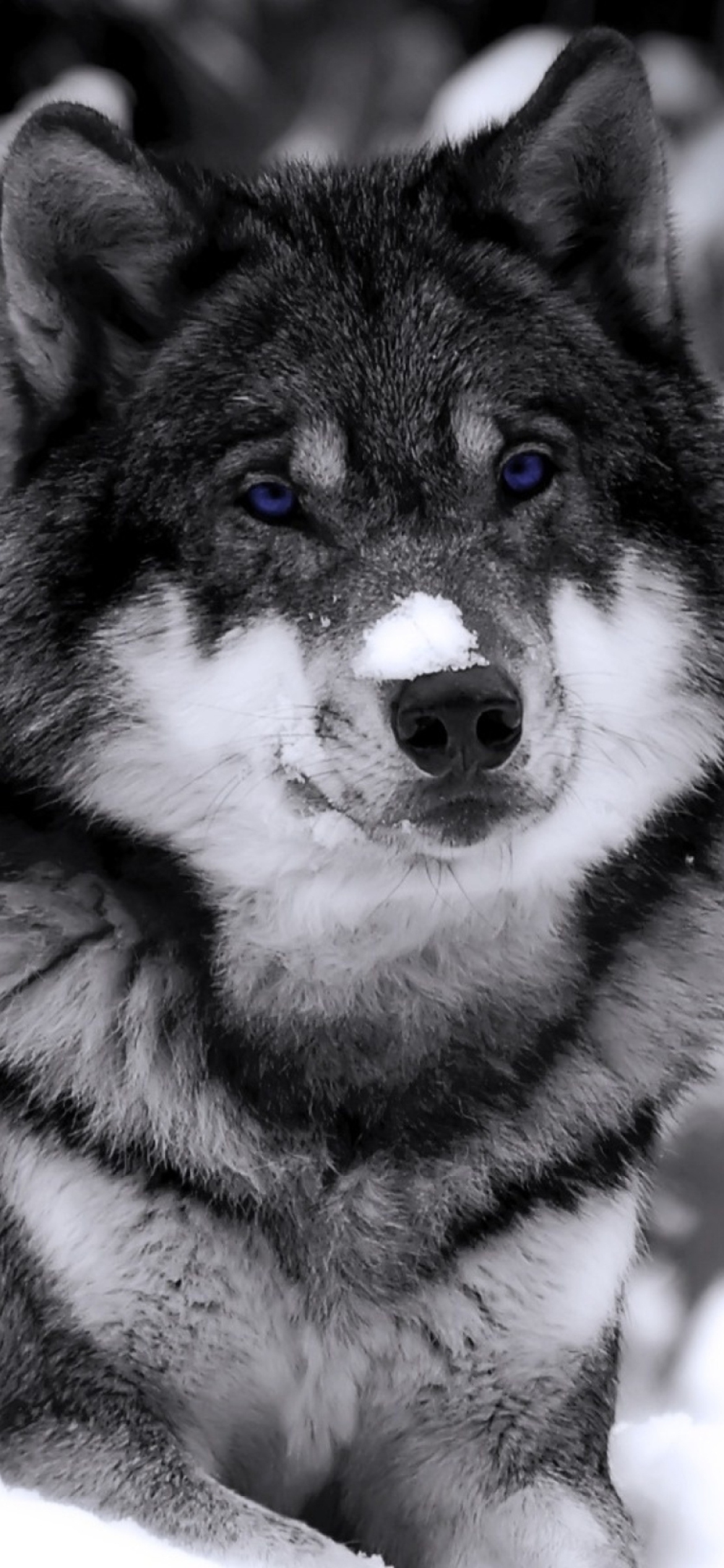 Screenshot №1 pro téma Wolf In Winter 1170x2532