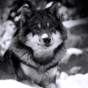Wolf In Winter screenshot #1 128x128