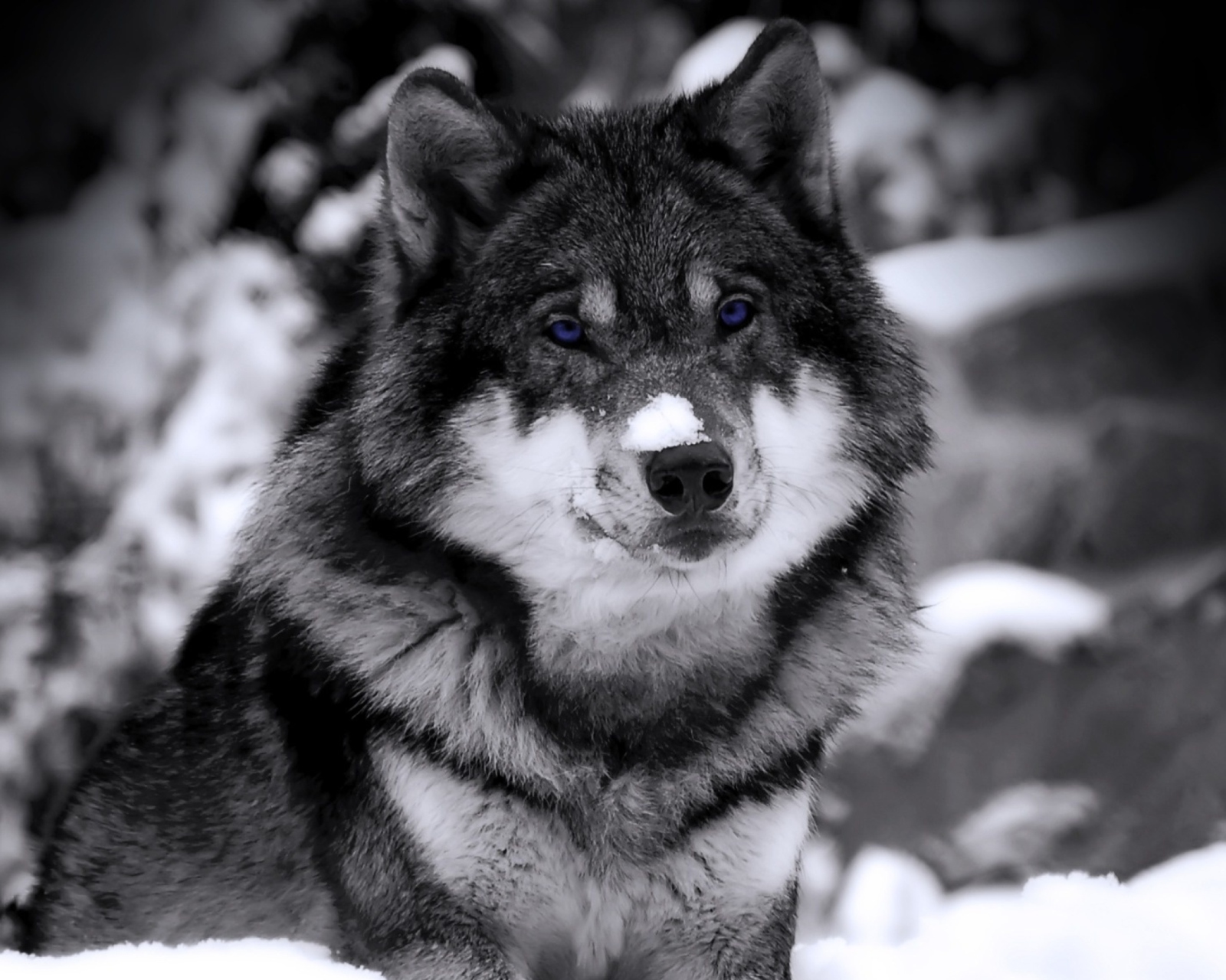 Screenshot №1 pro téma Wolf In Winter 1600x1280