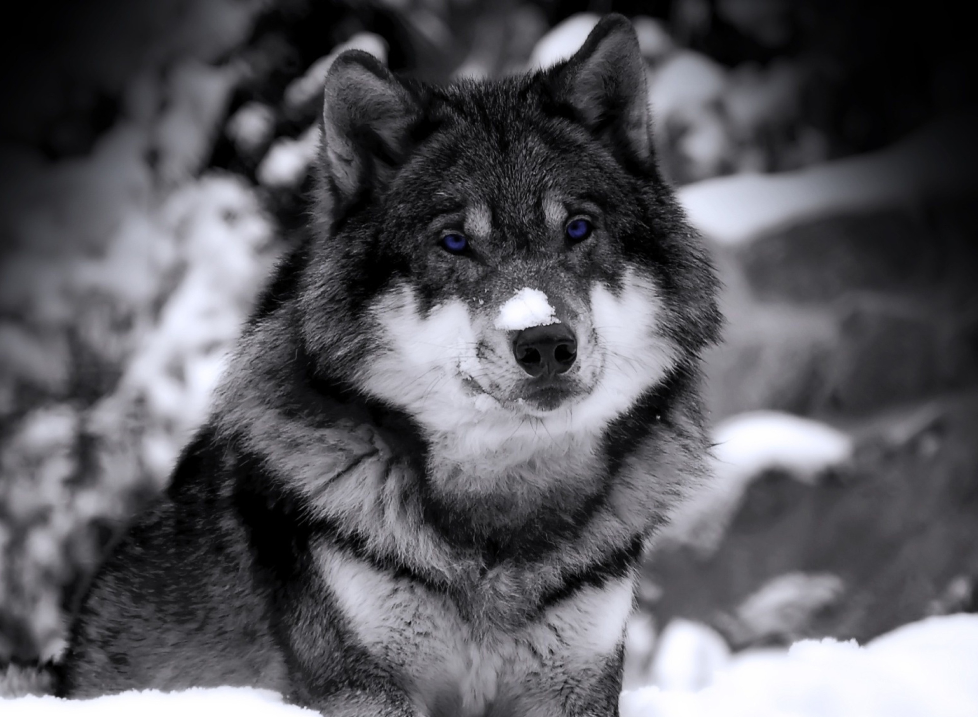 Das Wolf In Winter Wallpaper 1920x1408