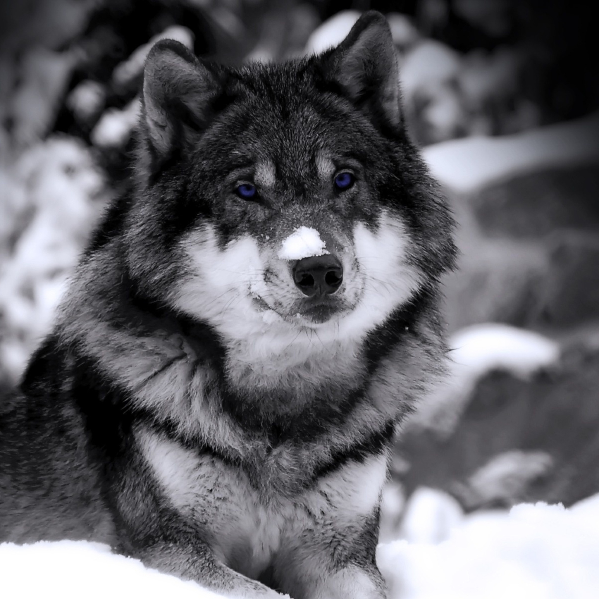 Wolf In Winter screenshot #1 2048x2048