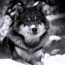 Fondo de pantalla Wolf In Winter 208x208