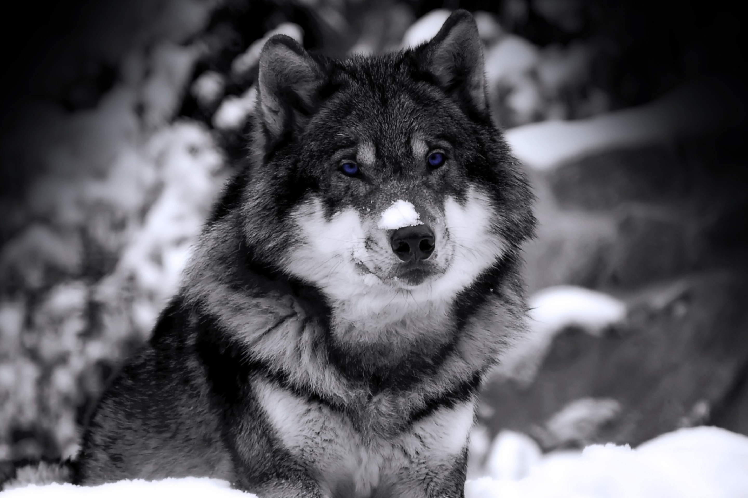Одинокий волк в чёрном белом стиле