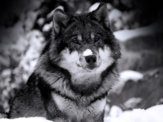 Das Wolf In Winter Wallpaper 320x240