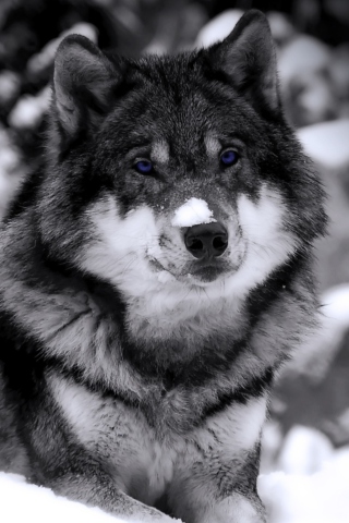 Wolf In Winter wallpaper 320x480