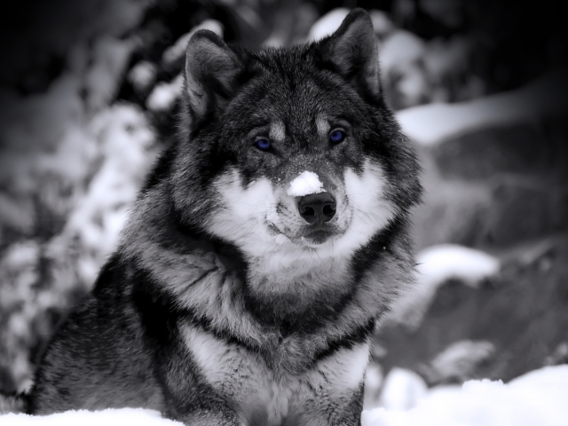 Wolf In Winter wallpaper 640x480