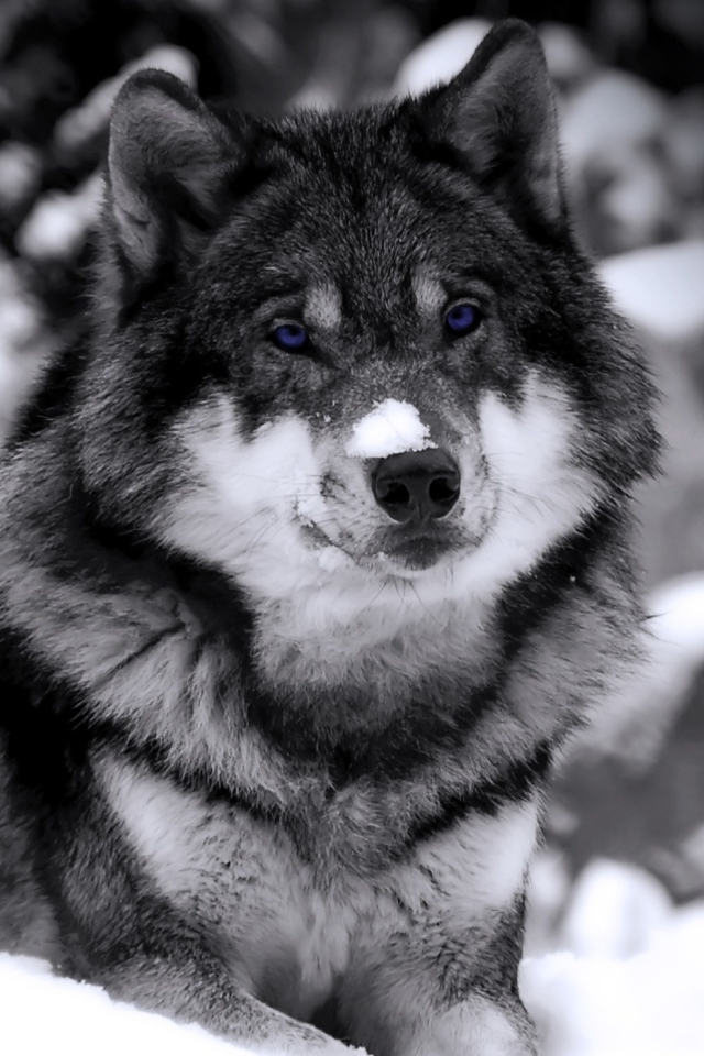 Das Wolf In Winter Wallpaper 640x960