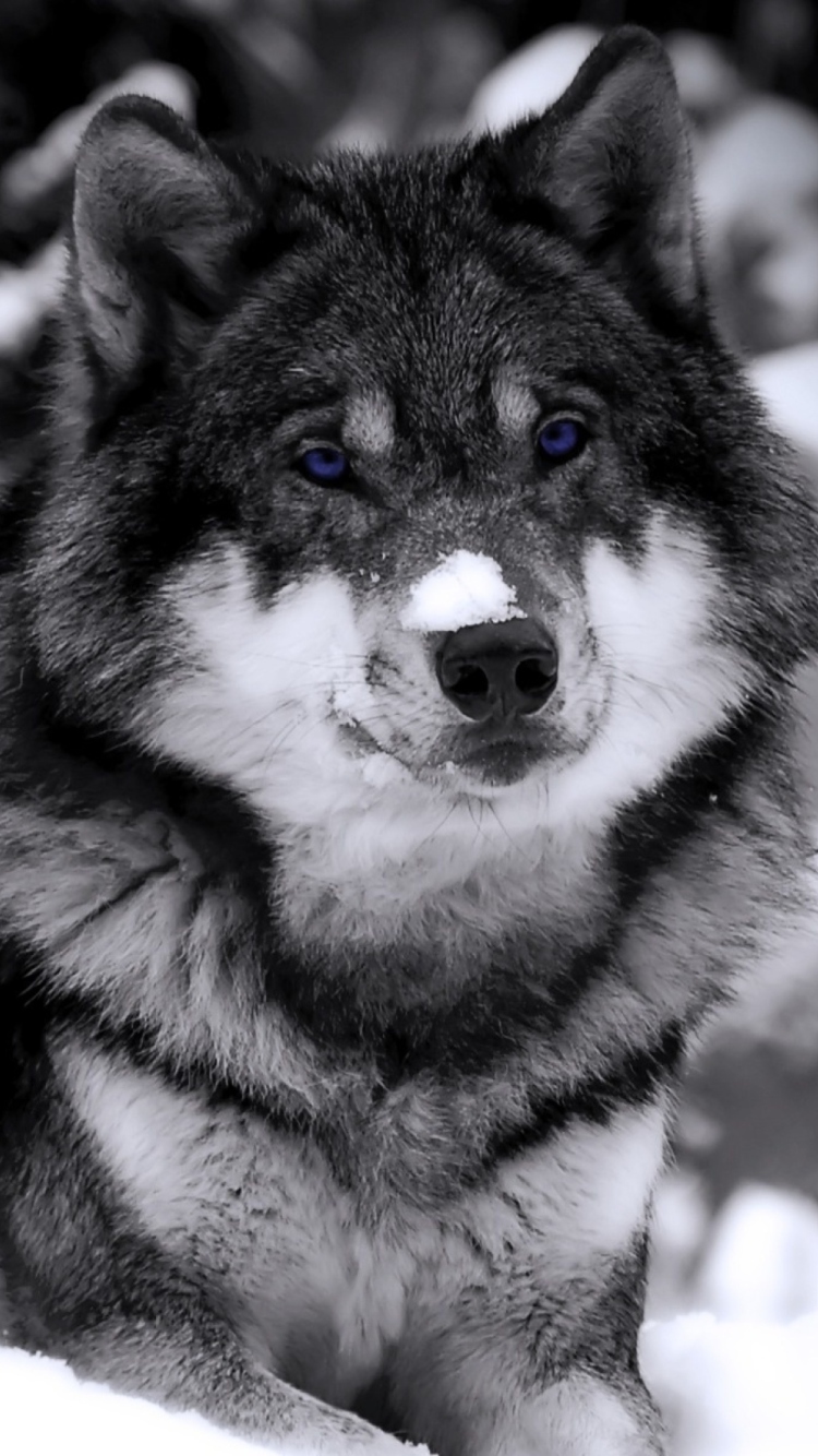 Wolf In Winter wallpaper 750x1334