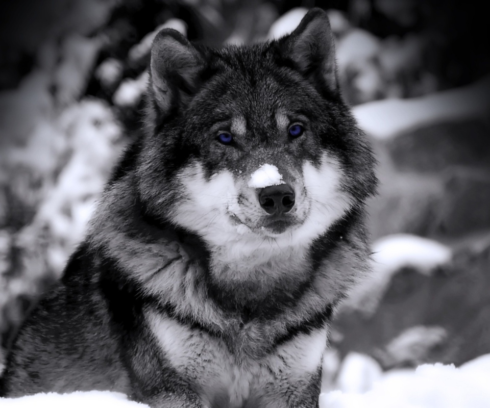 Das Wolf In Winter Wallpaper 960x800