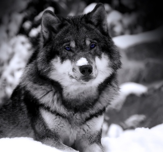 Wolf In Winter - Obrázkek zdarma pro 208x208