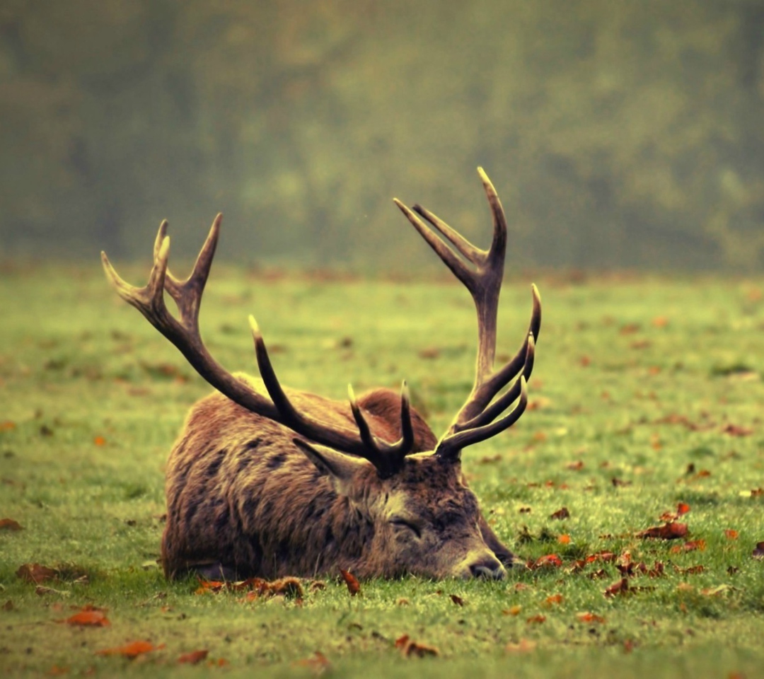 Das Deer Sleeping Wallpaper 1080x960