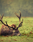 Das Deer Sleeping Wallpaper 128x160