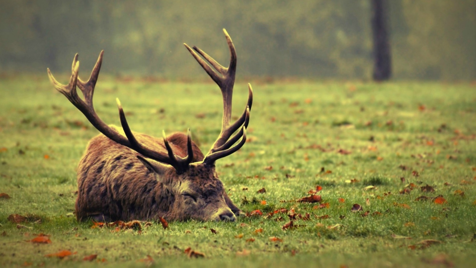 Sfondi Deer Sleeping 1600x900