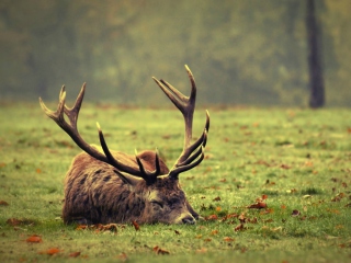 Deer Sleeping screenshot #1 320x240