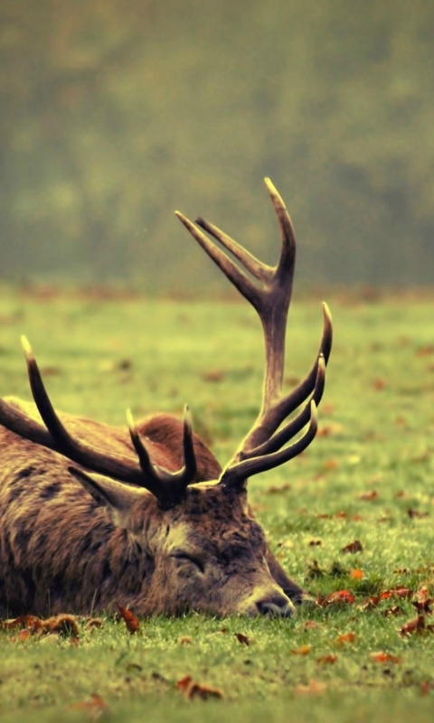 Das Deer Sleeping Wallpaper 480x800