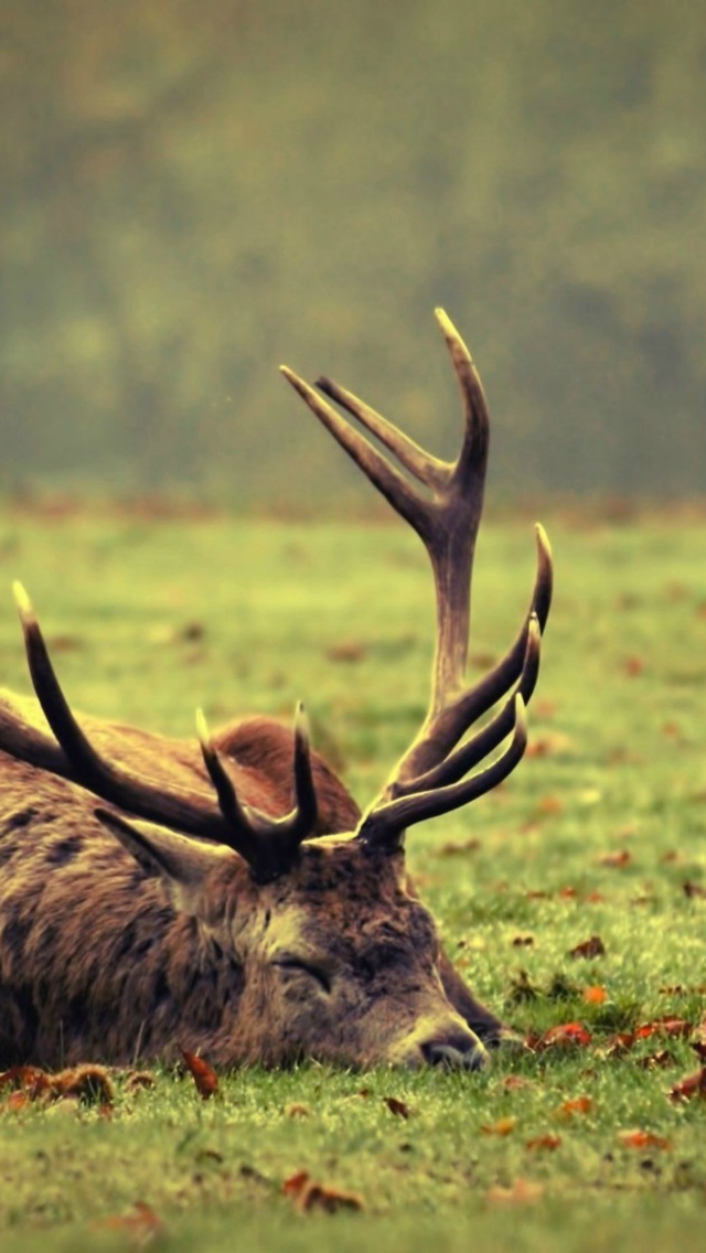 Das Deer Sleeping Wallpaper 640x1136