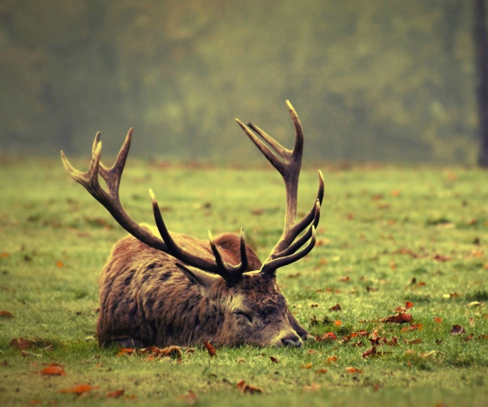 Deer Sleeping screenshot #1 960x800