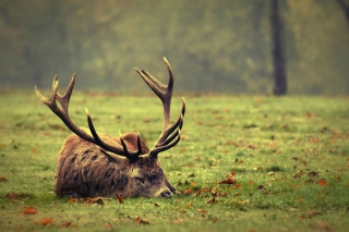 Deer Sleeping Background for Android, iPhone and iPad
