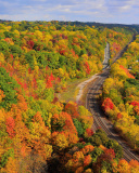 Das Autumn Forest in Kelowna Wallpaper 128x160