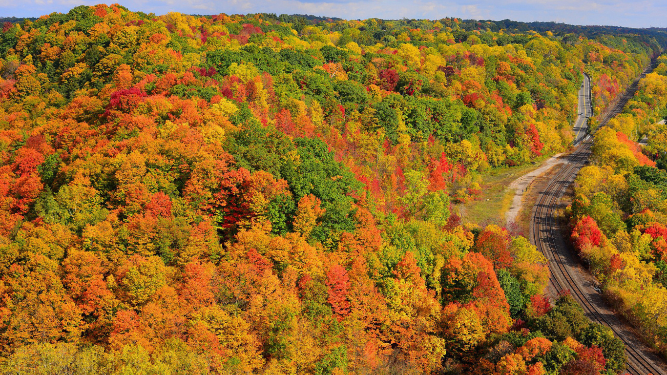 Das Autumn Forest in Kelowna Wallpaper 1366x768