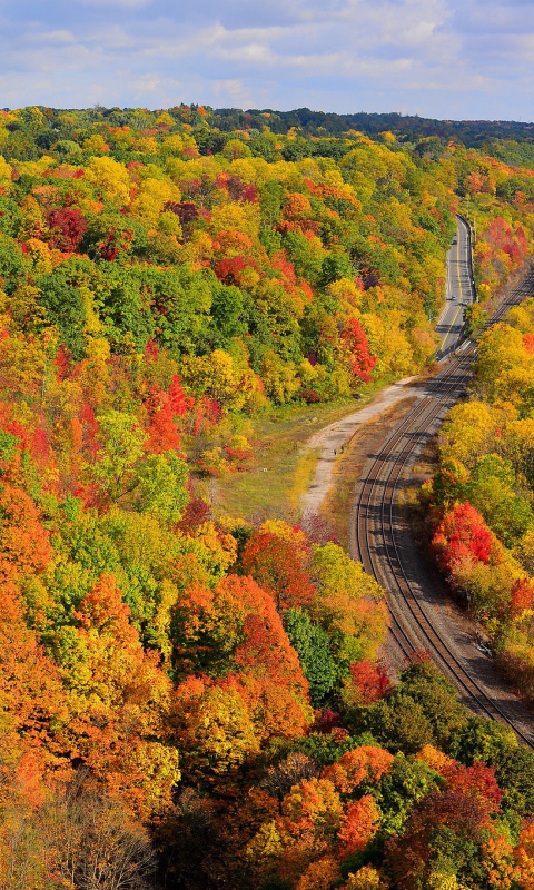 Sfondi Autumn Forest in Kelowna 480x800