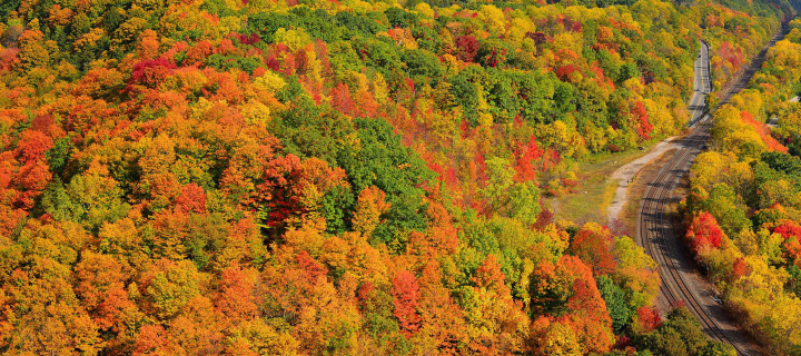 Autumn Forest in Kelowna wallpaper 720x320