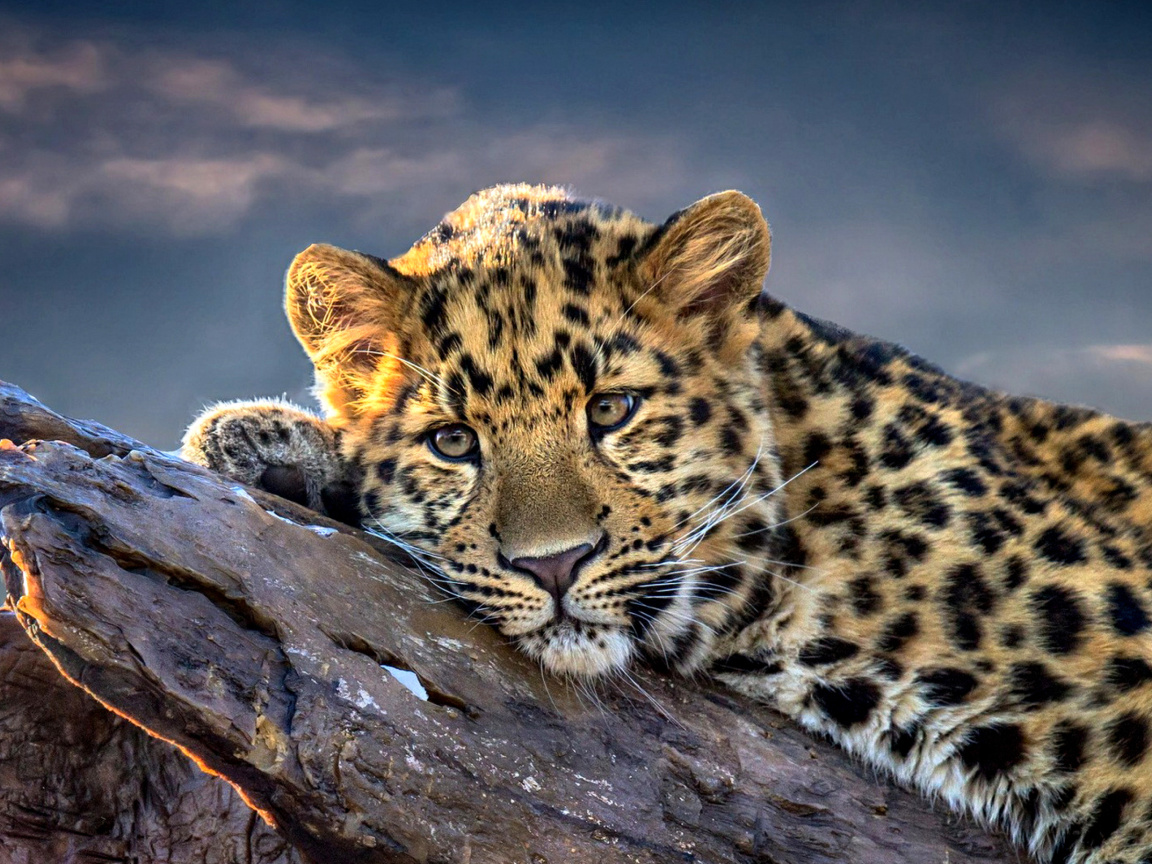 Sad Leopard wallpaper 1152x864