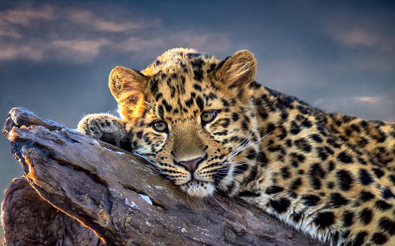 Sad Leopard wallpaper 1280x800