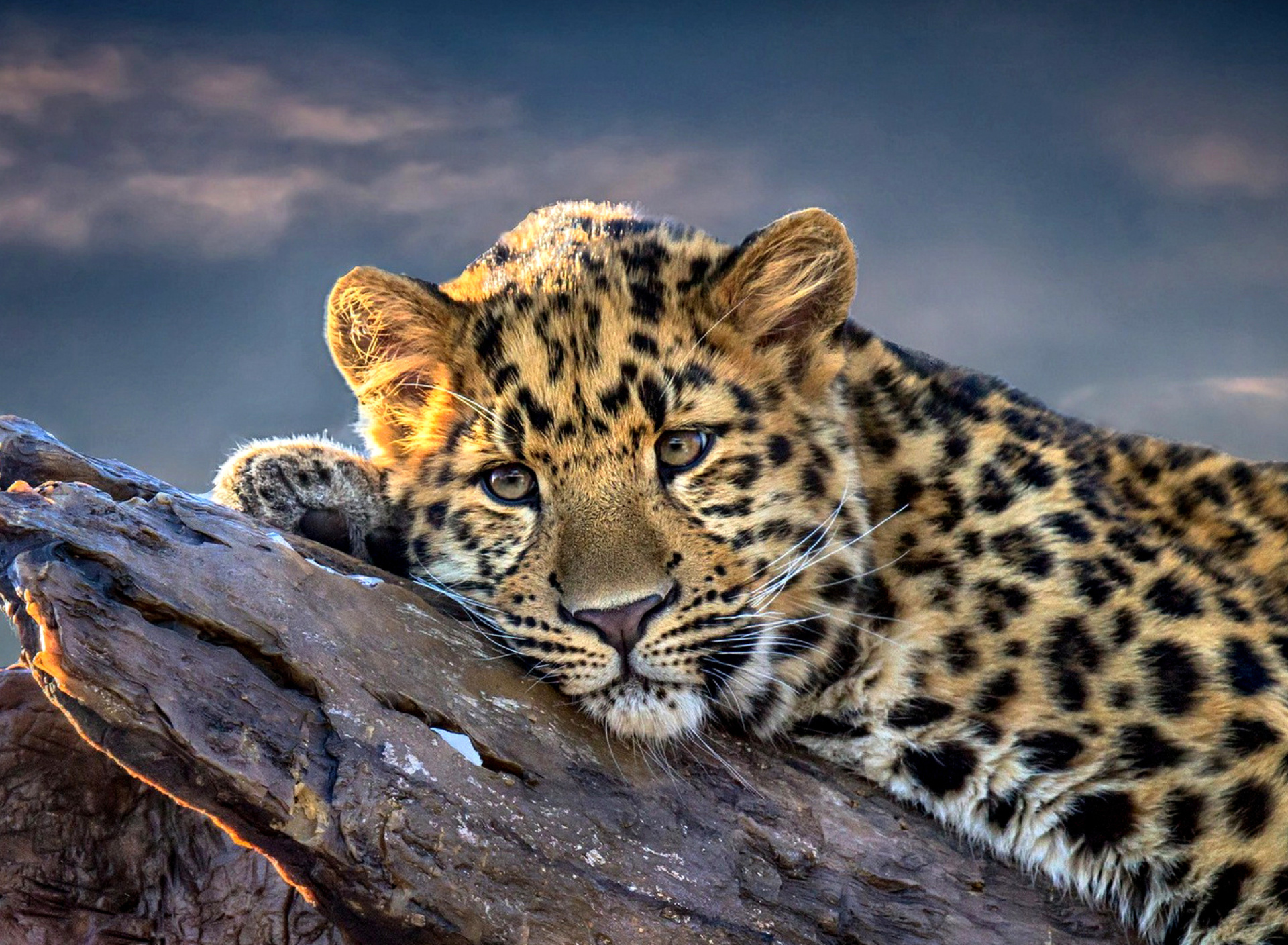 Fondo de pantalla Sad Leopard 1920x1408