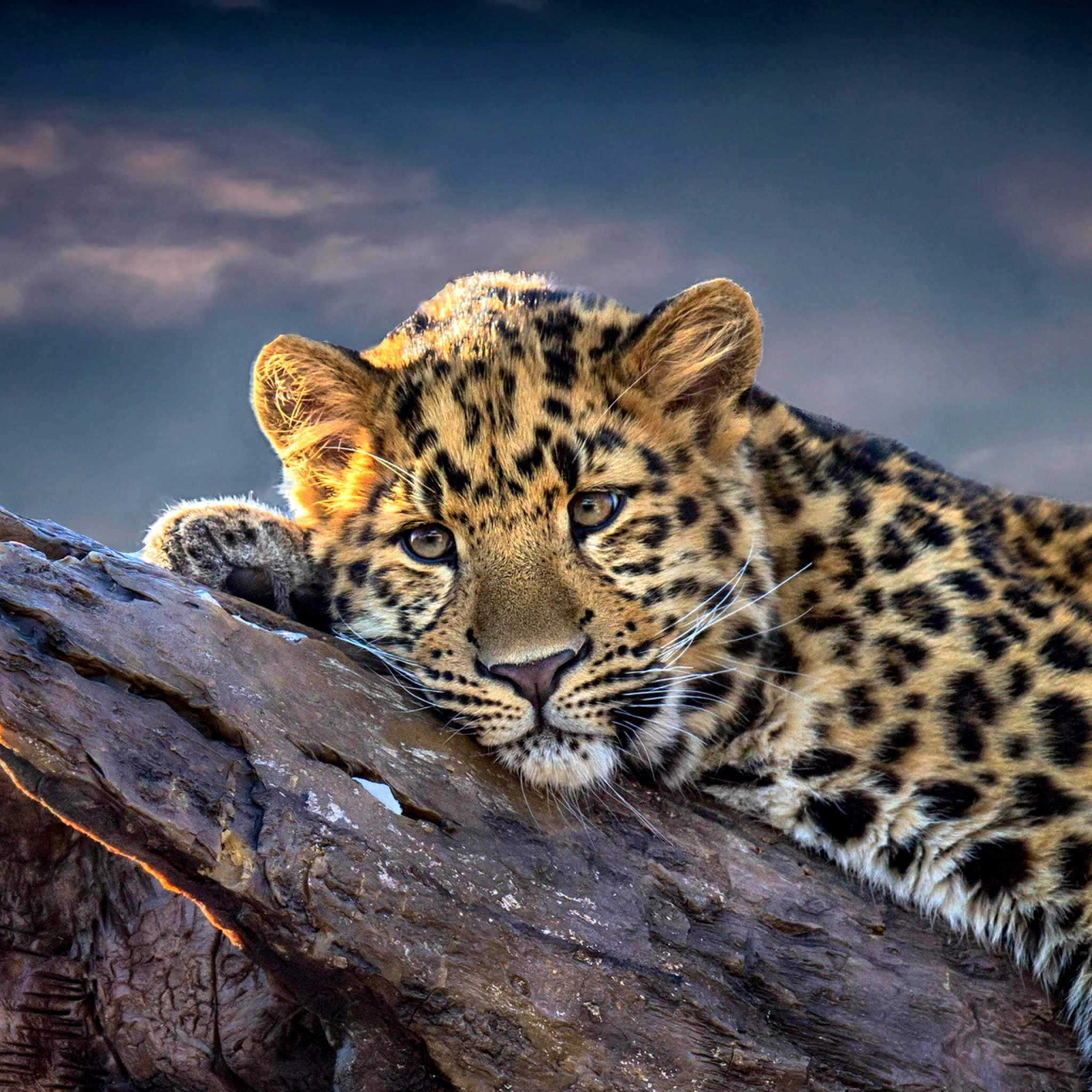 Fondo de pantalla Sad Leopard 2048x2048