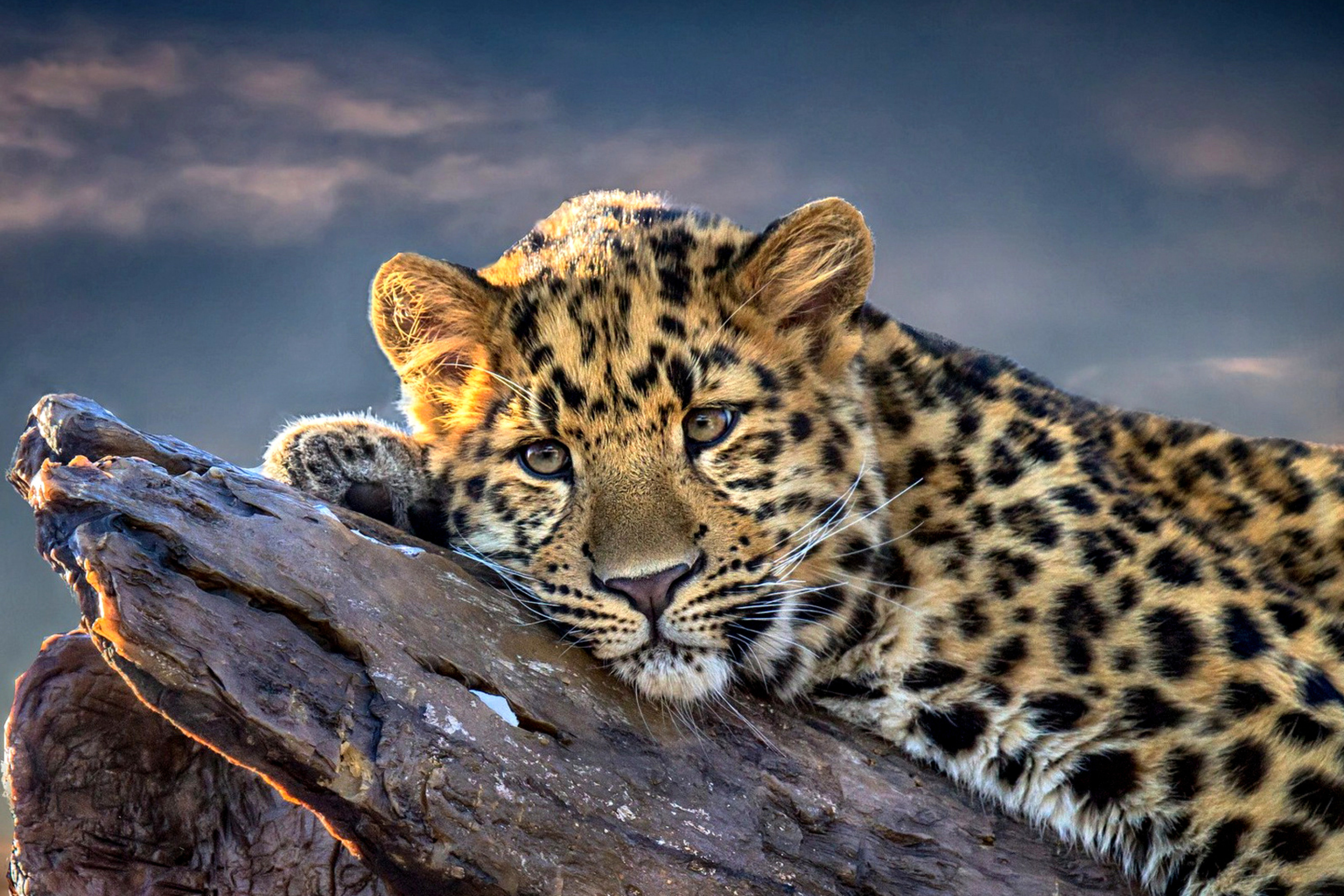 Fondo de pantalla Sad Leopard 2880x1920