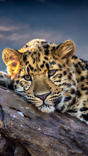 Sad Leopard screenshot #1 360x640